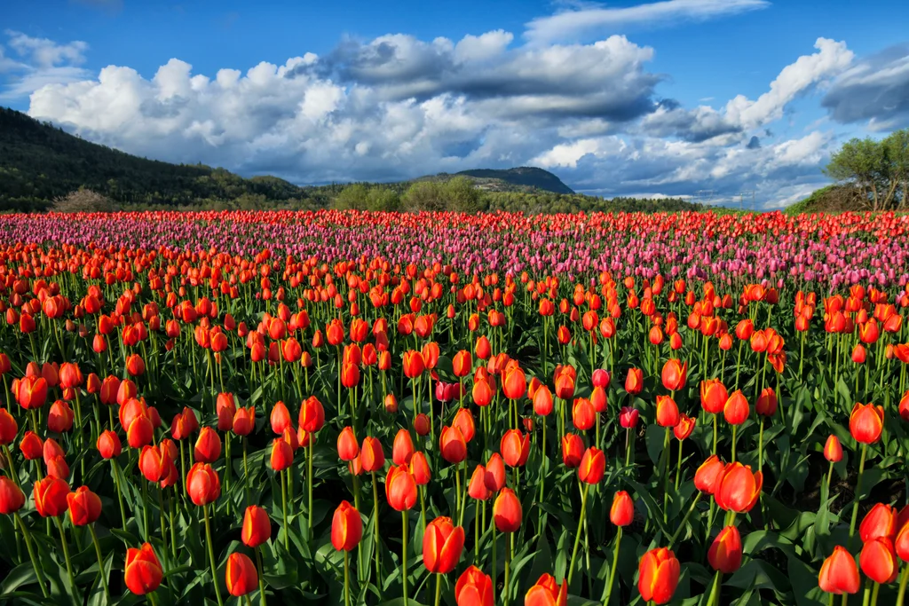 BC, Canada in May
Source: https://canadiantrainvacations.com/blog/best-spots-see-spring-flowers-across-canada